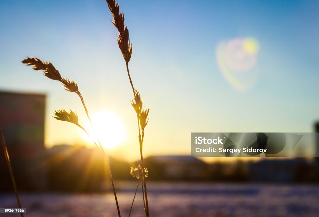 blade sunbeam Sunlight Stock Photo