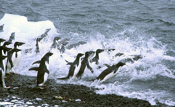 istock Adelie penguins, jumping into the ocean 89364812