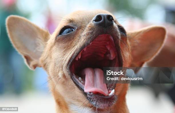 Chihuahua Con La Boca Pequeña Abierto Oídos Extensión Foto de stock y más banco de imágenes de Perro