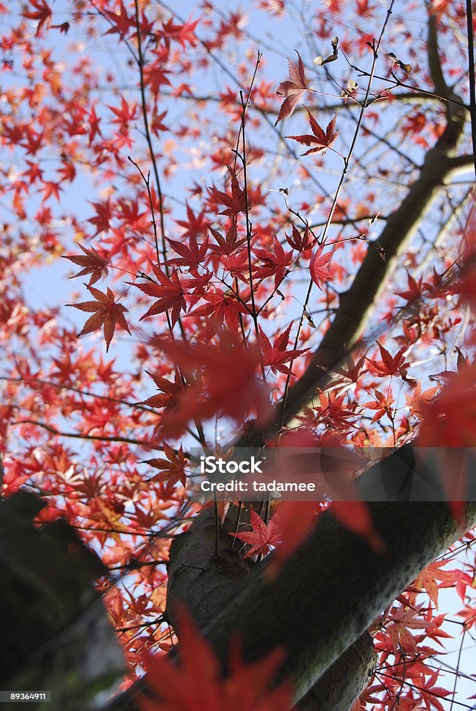 maple  Asia Stock Photo