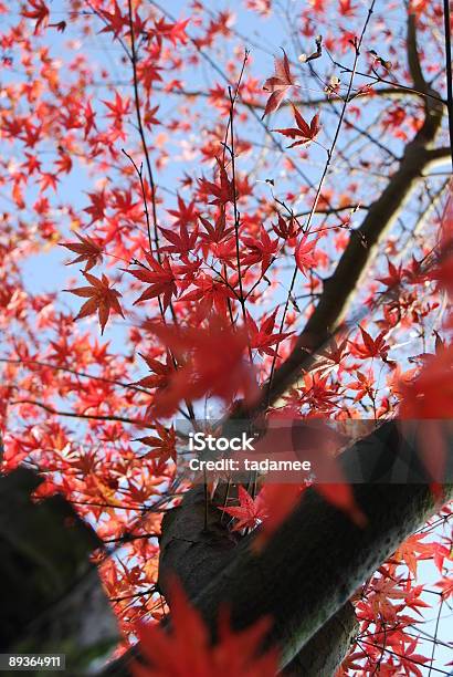 Maple Stock Photo - Download Image Now - Asia, Asian and Indian Ethnicities, Autumn