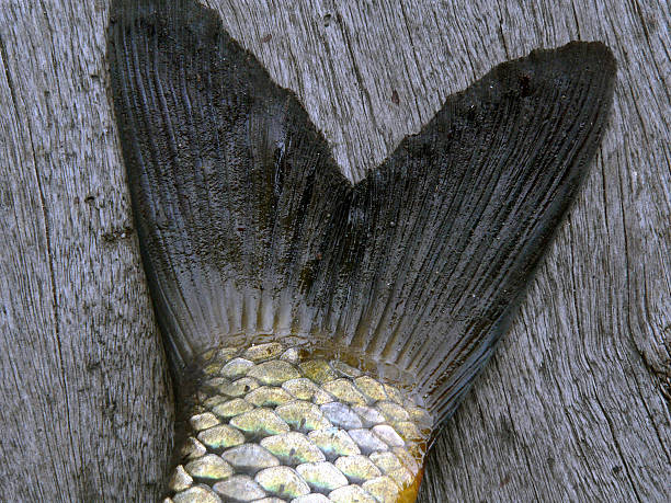 Racconto di pesce - foto stock