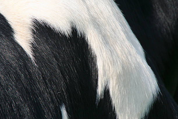 istock Cow skin / fur# 1 89365016