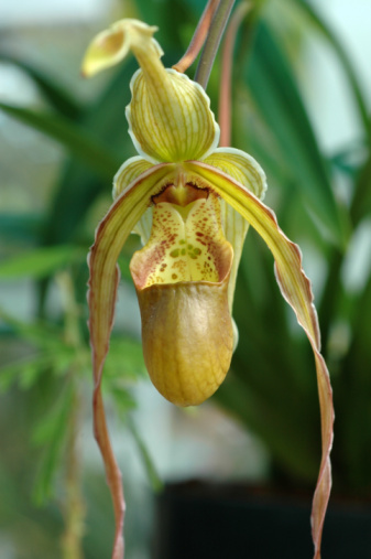 Lady slipper orchid, 