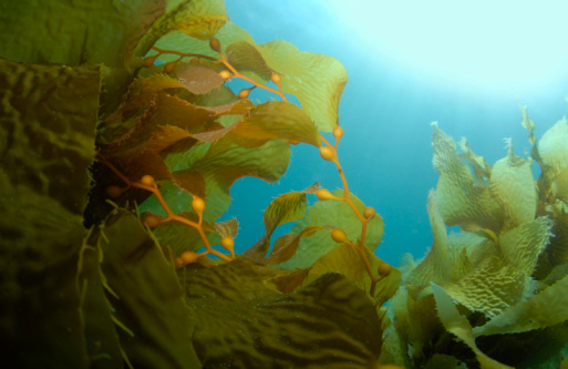 Underwater environment beneath the ocean surface with seaweed and kelp beds.