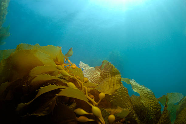 Alga bruna sfondo - foto stock