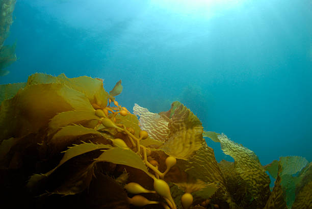 Kelp Background stock photo