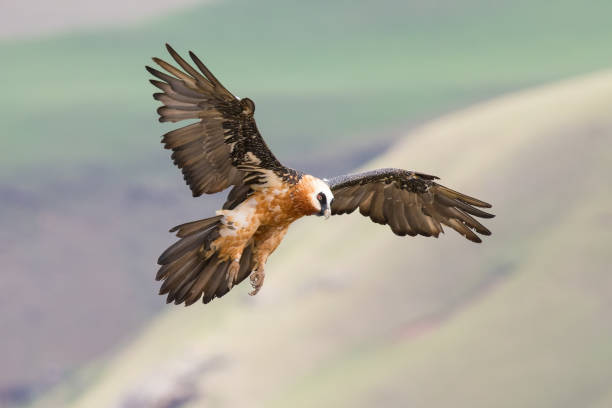 istock Adult bearded vulture landing on a rock ledge where bones are available 893655284