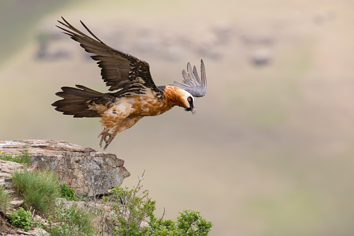 Adult bearded vulture take off from a mountain after finding food