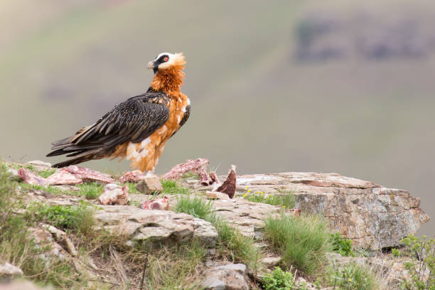 istock Adult bearded vulture landing on a rock ledge where bones are available 893655568