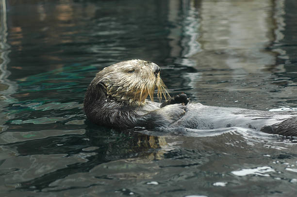 istock sea otter, Enhydra lutris 89365568