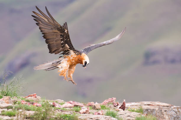 istock Adult bearded vulture landing on a rock ledge where bones are available 893655902