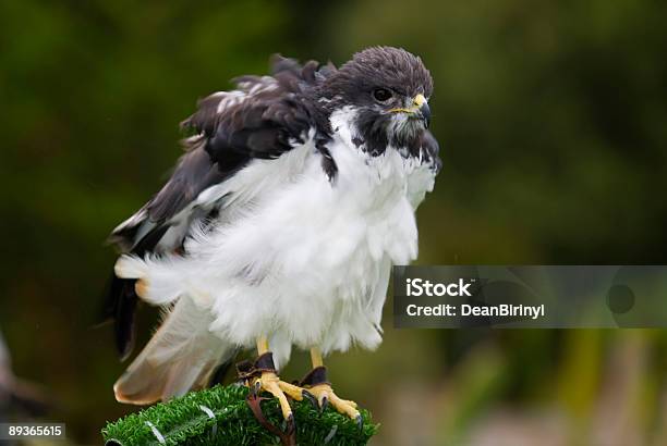Augur Buzzard 1 Stock Photo - Download Image Now - Animal Wildlife, Bird, Bird of Prey
