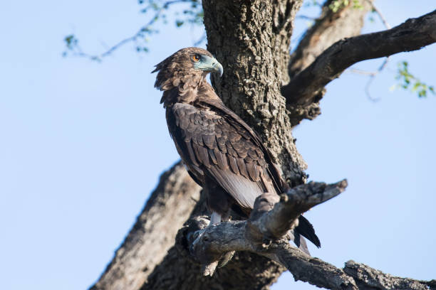 istock Juvenile Bateleur sitting in a dead tree in early the morning 893658474
