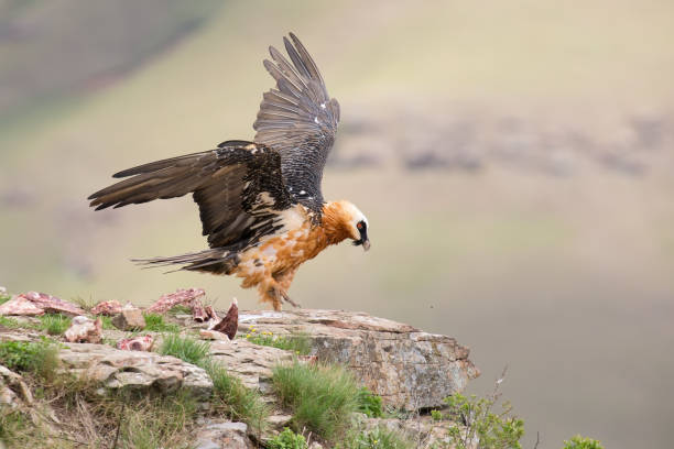 istock Adult bearded vulture landing on a rock ledge where bones are available 893658550