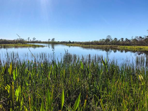 swamp river landscape tall reeds and swamp lilies on the river shore sagittaria aquatic plant stock pictures, royalty-free photos & images