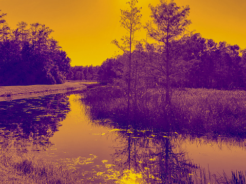 digitally altered swamp photograph of a Louisiana Bayou near Louisiana State University in Baton Rouge.  purple and gold