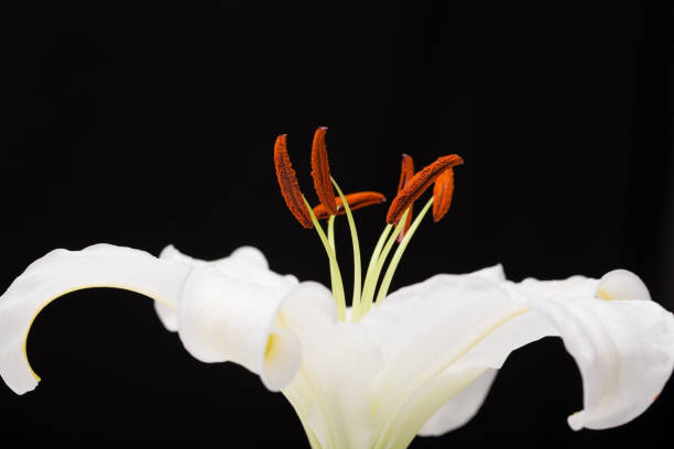 istock White lily close-up macro shot in a studio on black background 893663880