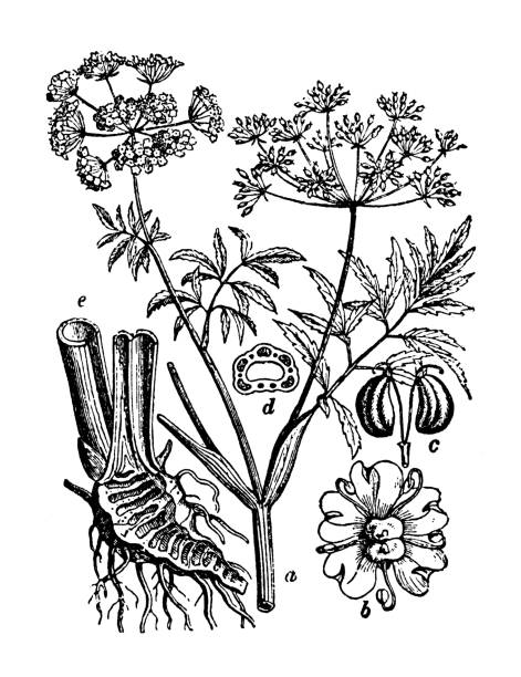 Botany plants antique engraving illustration: Cicuta virosa Botany plants antique engraving illustration: Cicuta virosa cicuta virosa stock illustrations