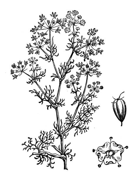 ilustrações, clipart, desenhos animados e ícones de plantas de botânica antiga ilustração de gravura: cominho, erva-doce meridiano, persa cominho (carum carvi) - fennel vegetable food white background