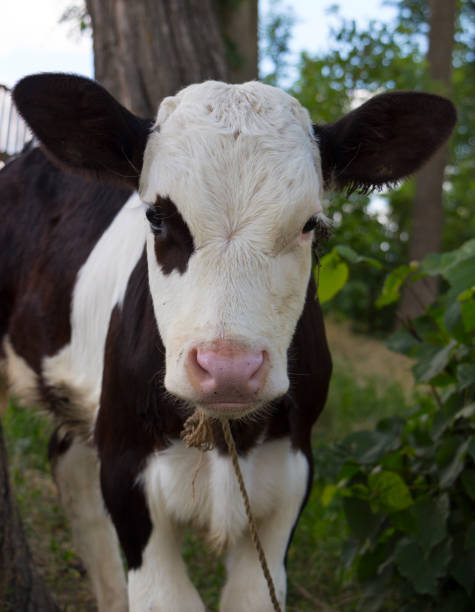 istock Small calf, black and white color 893678358