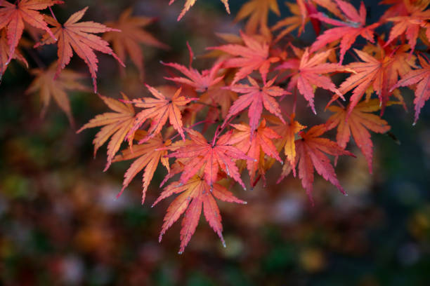 istock Beautiful autumn leaves 893683098