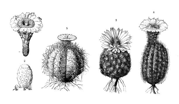 Botany plants antique engraving illustration: Cactus