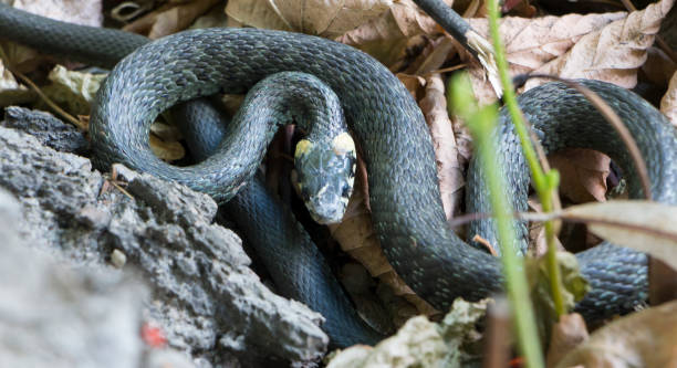 istock Grass snake, natrix. A useful reptile, a forest sanator, feeds mainly pests. 893702148