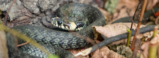 istock Grass snake, natrix. A useful reptile, a forest sanator, feeds mainly pests. 893702474