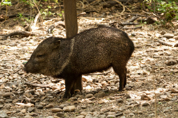 Javelina A javelina scratching on a post javelina stock pictures, royalty-free photos & images