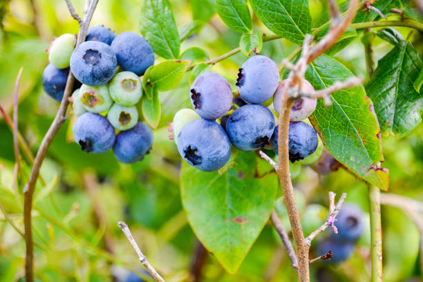 istock Ripe Blueberries in garden 893704720