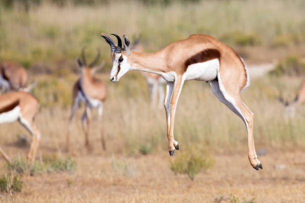 istock Springbok herd prancing happy on a plain in the Kgalagadi 893708670