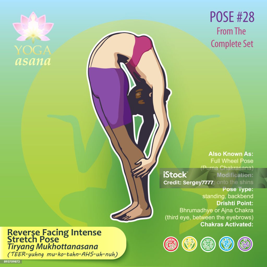 28 YOGA Reverse Facing Intense Stretch Vector illustration of Yoga Exercises with full text description, names and symbols of the involved chakras. Female figure showing the position of the body, posture or asana in sitting position. 80-89 Years stock vector