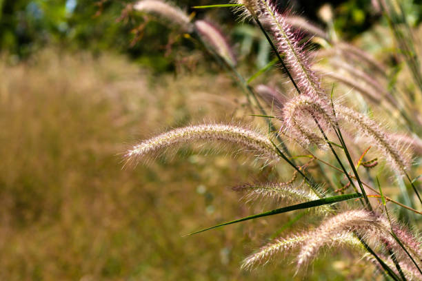 istock Grass flower in the field 893710302