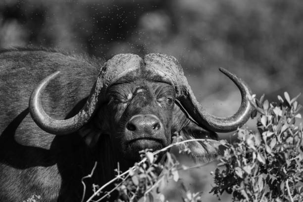 istock Cape buffalo mud play in mud to cool down and protect from insects 893714340