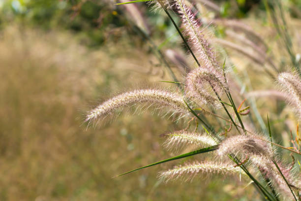 istock Grass flower in the field 893714610