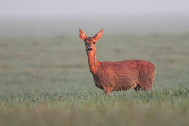 istock Roe deer doe in early morning light 893715370
