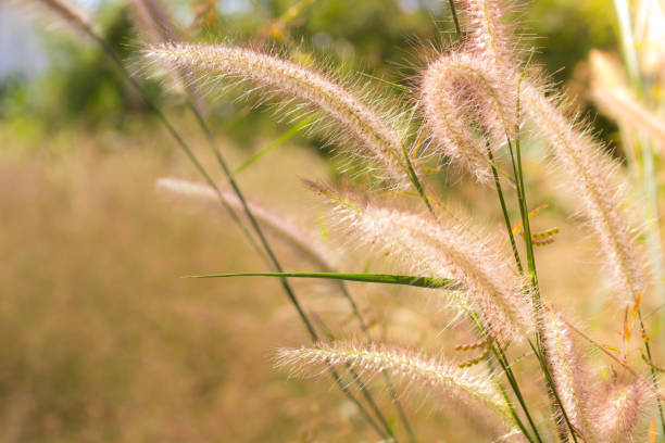 istock Grass flower in the field 893717668