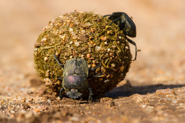 istock Dung beetles rolling their ball with eggs inside to bury 893721616