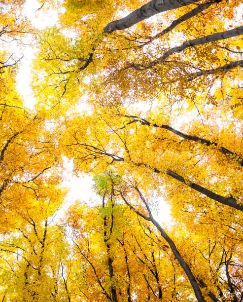istock Yellow trees against the sky 893730518
