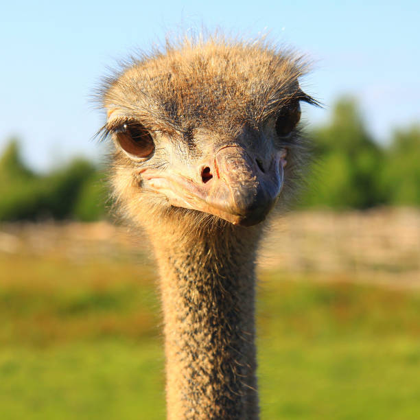 istock The look of curious ostrich close up 893741868