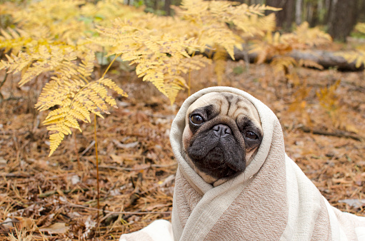 Cute dog breed pug wrapped in blanket in autumn forest