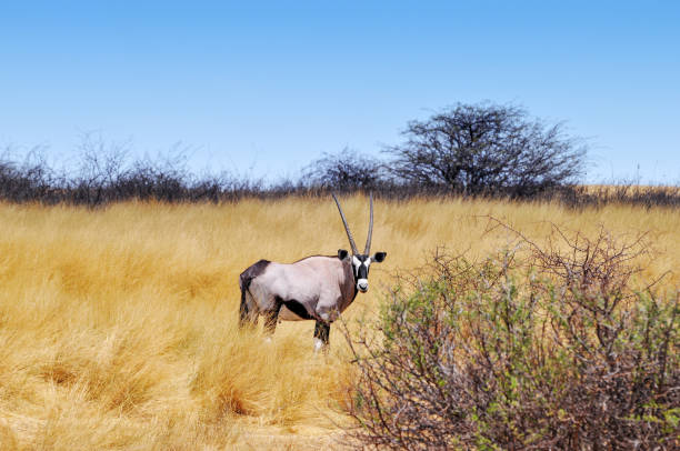 Beautiful oryx in the Etosha National Park in the dry season.