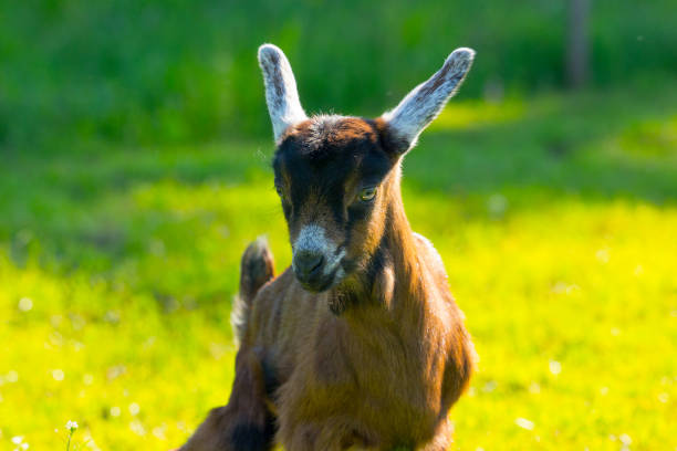istock Young goats on the meadow 893747550