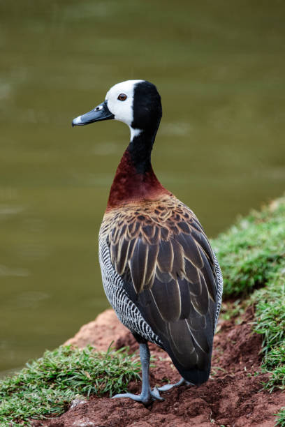 istock White-faced whistling duck at a summer day. 893755900