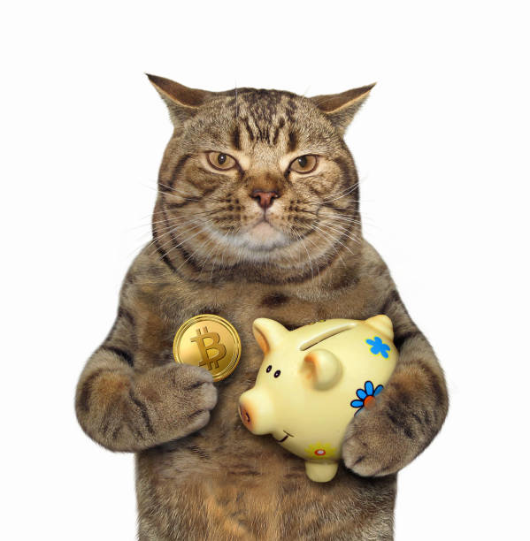 Cat with a piggy bank for bitcoins The cat is holding a bitcoin and a piggy bank. White background. money cat stock pictures, royalty-free photos & images