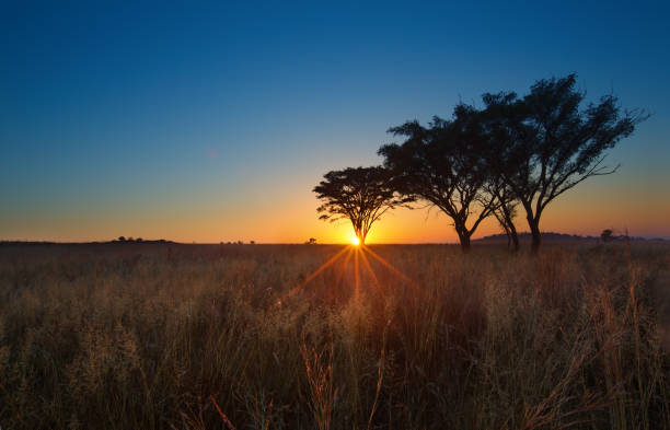 istock Cold cloudless morning sunrise with trees, grass and fog 893765816