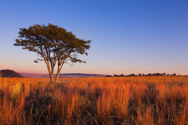 istock Magical sunset in Africa with a lone tree on a hill and thin clouds 893766642