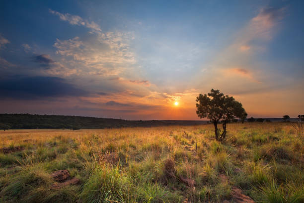 istock Magical sunset in Africa with a lone tree on a hill and thin clouds 893766968