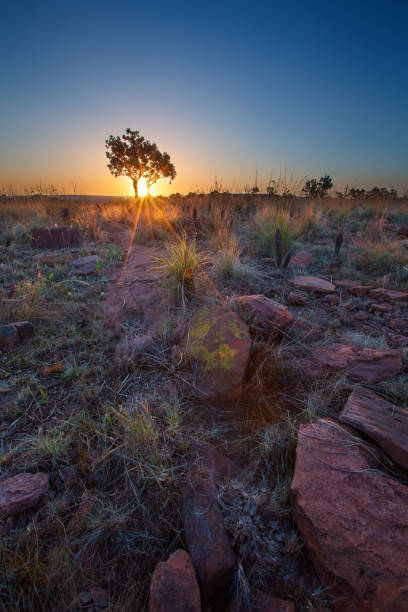 istock Magical sunset in Africa with a lone tree on a hill and thin clouds 893769348